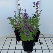 Nepeta racemosa 'Grog'  Pot 9 