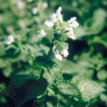 Nepeta racemosa 'Snowflake'  Pot 9 