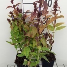 Nepeta subs. 'Laufen'  Pot 9 