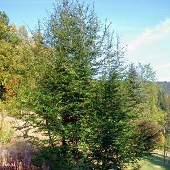 Nothofagus antarctica 1.75 à 2 m CT 15 litres 