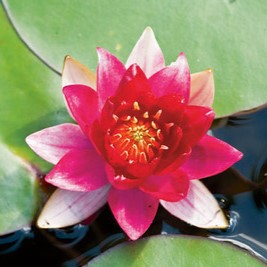 Nymphaea 'Burgundy Princess'  Pot 11 