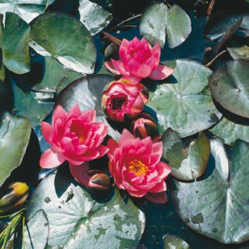 Nymphaea 'James Brydon'  Pot 11 