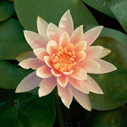 Nymphaea 'Colorado'  CT 3 litres 