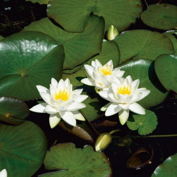 Nymphaea tetragona  Pot 11 