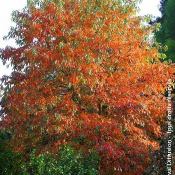 Nyssa sylvatica 1.25 à 1.5 m CT 45 litres 