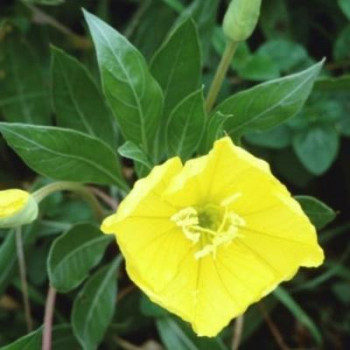 Oenothera macrocarpa (=missouriensis)  Pot 9 