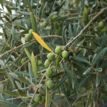 Olea europaea   