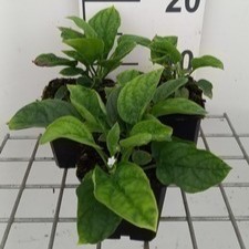 Omphalodes verna 'Alba'  Pot 9 