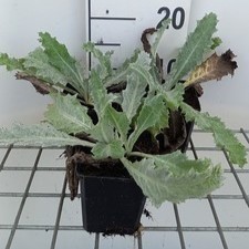 Onopordum nervosum  Pot 9 
