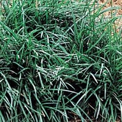 Ophiopogon jap. 'Minor'  Pot 9 