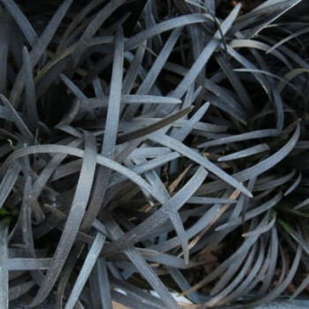 Ophiopogon plan. 'Niger'  CT 3 litres 