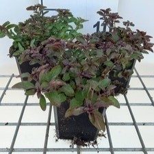 Origanum laev. 'Herrenhausen'  Pot 9 