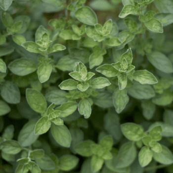 Origanum majorana ( origanum hortensis)  Pot 9 