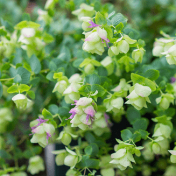 Origanum rot. 'Kent Beauty'  Pot 9 