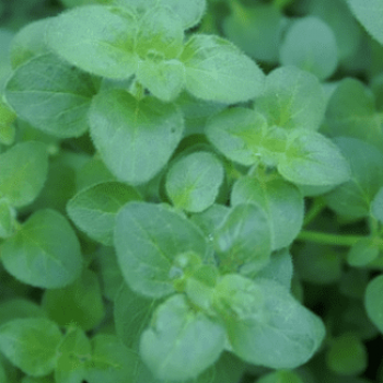 Origanum vulg. 'Hot & Spicy'  Pot 9 