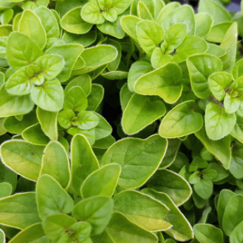 Origanum vulg. 'Aureum'  Pot 9 