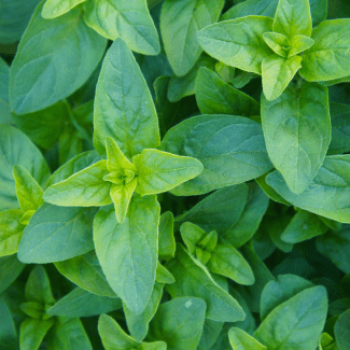 Origanum vulg. 'Compactum'  Pot 9 