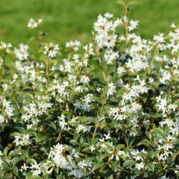 Osmanthus burkwoodii  CT 45 litres en espalier 