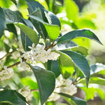 Osmanthus fragrans 0.80 m et + CT 10 litres 