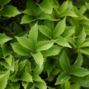 Osmanthus fortunei (= aquif. 'Latifolius') 0.80 à 1 m CT 10 litres 