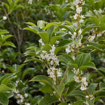 Osmanthus heterophyllus (= illicifolius) 0.30 à 0.40 m Cont. 