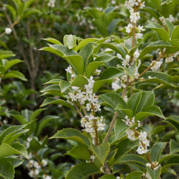 Osmanthus heterophyllus (= illicifolius) 0.40 à 0.60 m Cont. 