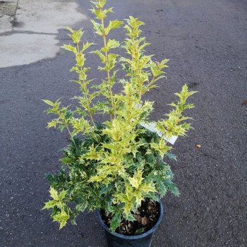Osmanthus het. 'Goshiki' (= 'tricolor') 0.20 à 0.25 m Cont. 