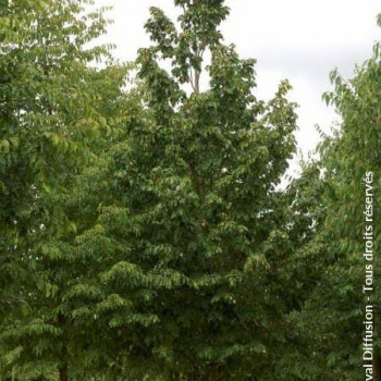 Ostrya carpinifolia Tige 10/12 CT 
