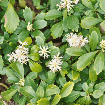 Pachysandra terminalis  Pot 9 