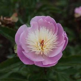 Paeonia lact. 'Bowl of Beauty' (e)  CT 1 litre 