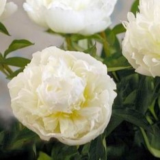 Paeonia lact. 'Duchesse de Nemours' (d)  CT 1 litre 