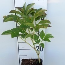 Paeonia lact. 'Jan van Leeuwen' (e)  CT 1 litre 