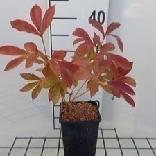 Paeonia lact. 'Nymphe' (e)  CT 1 litre 