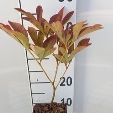 Paeonia lact. 'Sarah Bernhardt' (d)  CT 1 litre 