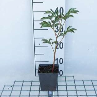 Paeonia lact. 'Shirley Temple' (d)  CT 1 litre 
