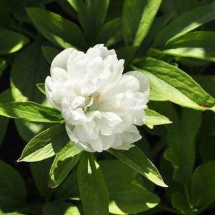 Paeonia off. 'Alba Plena'  CT 1 litre 