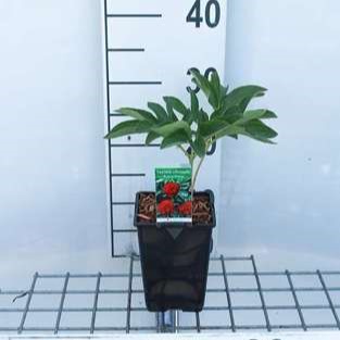 Paeonia off. 'Rosea Plena'  CT 1 litre 