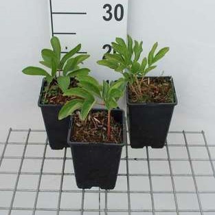 Paeonia off. 'Rubra Plena'  CT 1 litre 