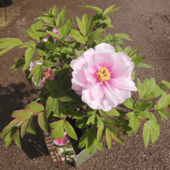 Paeonia suff. roze/rose  CT 1 litre 