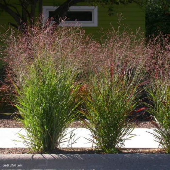 Panicum virgatum  Pot 9 