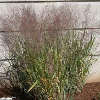 Panicum virg. 'Dallas Blues'  Pot 9 