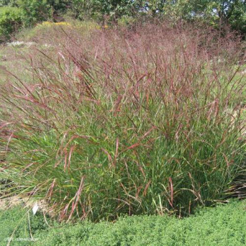 Panicum virg. 'Hänse Herms'  Pot 9 