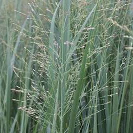 Panicum virg. 'Northwind'  CT 3 litres 