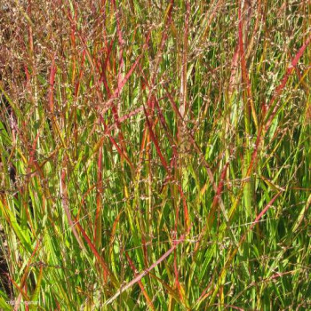 Panicum virg. 'Shenandoah'  CT 3 litres 