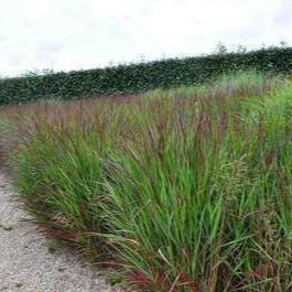 Panicum virg. 'Squaw'  CT 3 litres 