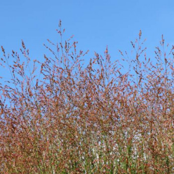 Panicum virg. 'Strictum'  Pot 9 