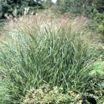 Panicum virg. 'Warrior'  Pot 9 