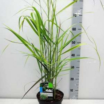 Panicum virg. 'Rehbraun' (='rotbraun')  CT 3 litres 