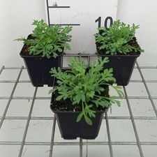 Papaver miyabeanum  Pot 9 