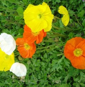 Papaver nud. 'Gartenzwerg'  Pot 9 